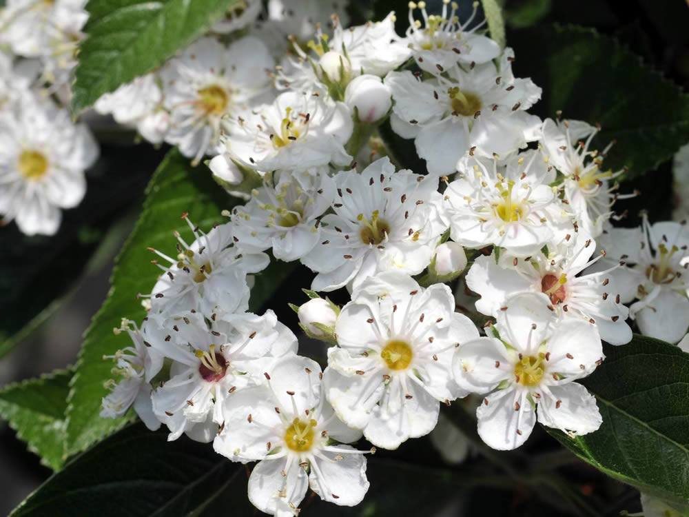 aubépine, activité cardioprotectrice et antioxydante