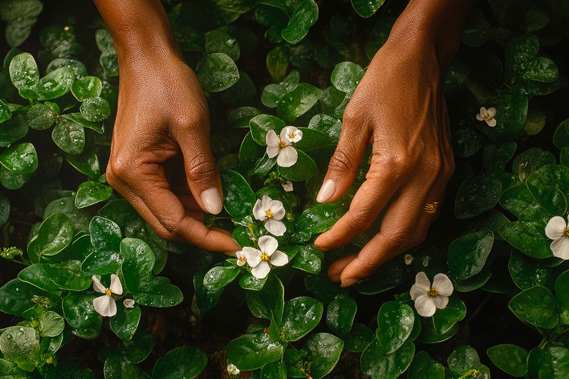 Bacopa monnieri : la plante ayurvédique pour le bien-être mental